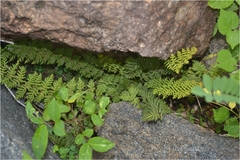 Oeosporangium elegans